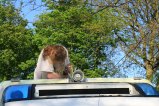 066-IMG_3978.JPG.small.jpeg